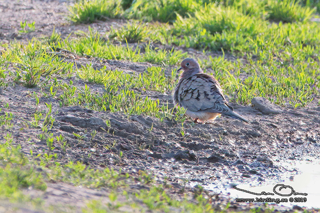 SPETSSTJRTAD DUVA / MOURNING DOVE (Zenaida macroura) - stor bild/full size