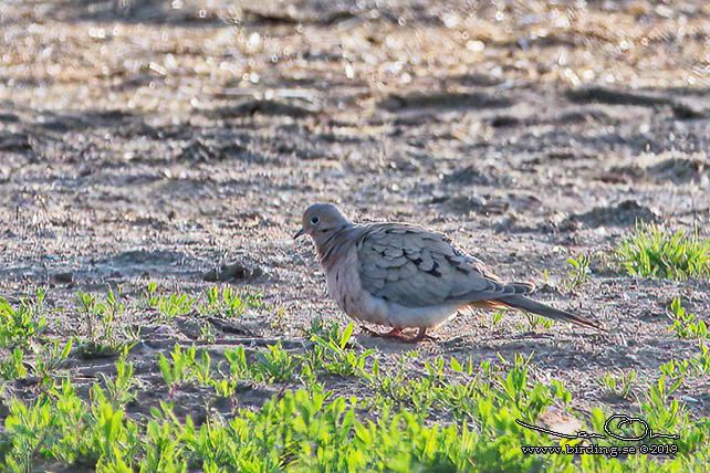 SPETSSTJRTAD DUVA / MOURNING DOVE (Zenaida macroura) - stor bild/full size