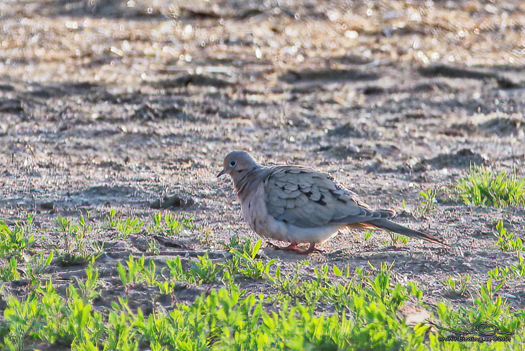 SPETSSTJRTAD DUVA / MOURNING DOVE (Zenaida macroura) - Stäng / Close