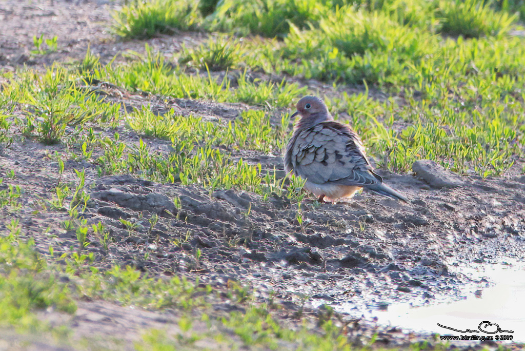 SPETSSTJRTAD DUVA / MOURNING DOVE (Zenaida macroura) - Stäng / Close