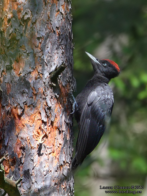 SPILLKRÅKA / BLACK WOODPECKER (Dryocopus martius) - STOR BILD / FULL SIZE