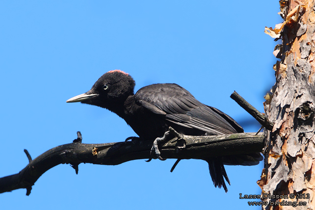 SPILLKRÅKA / BLACK WOODPECKER (Dryocopus martius) - STOR BILD / FULL SIZE