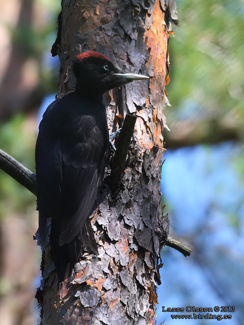 SPILLKRÅKA / BLACK WOODPECKER (Dryocopus martius) - STOR BILD / FULL SIZE