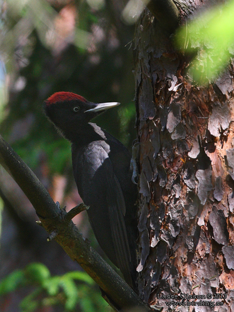 SPILLKRÅKA / BLACK WOODPECKER (Dryocopus martius) - STOR BILD / FULL SIZE