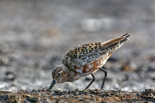 SPOVSNPPA / CURLEW SANDPIPER (Calidris ferruginea) - stor bild / full size