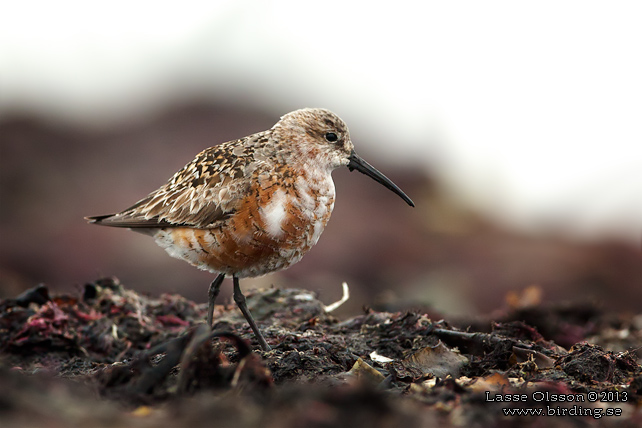 SPOVSNÄPPA / CURLEW SANDPIPER (Calidris ferruginea) - stor bild / full size