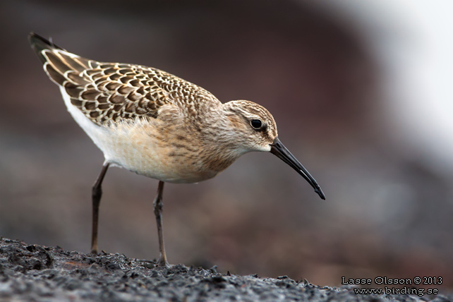 SPOVSNÄPPA / CURLEW SANDPIPER (Calidris ferruginea) - stor bild / full size