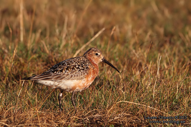 SPOVSNÄPPA / CURLEW SANDPIPER (Calidris ferruginea) - stor bild / full size