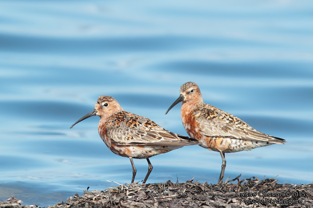 SPOVSNÄPPA / CURLEW SANDPIPER (Calidris ferruginea) - stor bild / full size