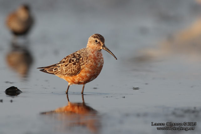 SPOVSNÄPPA / CURLEW SANDPIPER (Calidris ferruginea) - stor bild / full size