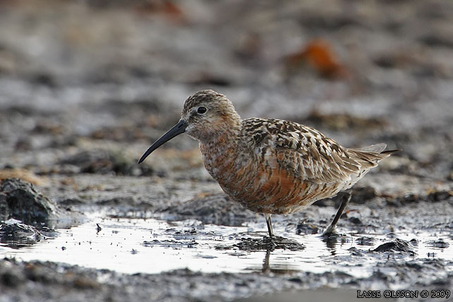 SPOVSNPPA / CURLEW SANDPIPER (Calidris ferruginea) - stor bild / full size