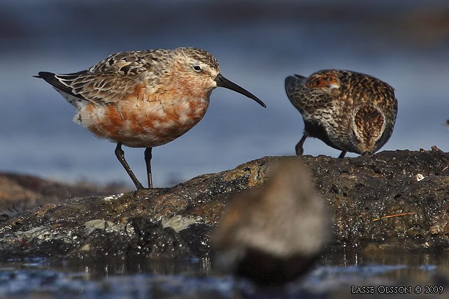 SPOVSNPPA / CURLEW SANDPIPER (Calidris ferruginea) - stor bild / full size