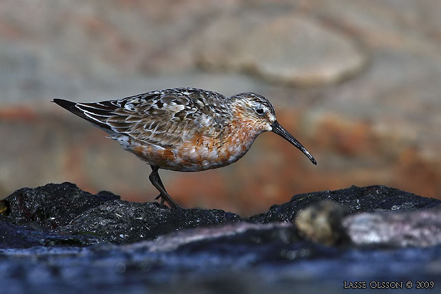 SPOVSNPPA / CURLEW SANDPIPER (Calidris ferruginea) - stor bild / full size