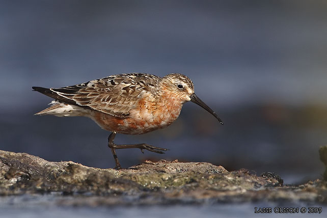 SPOVSNPPA / CURLEW SANDPIPER (Calidris ferruginea) - stor bild / full size