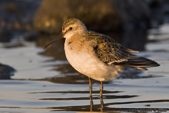 SPOVSNPPA / CURLEW SANDPIPER (Calidris ferruginea) - stor bild / full size