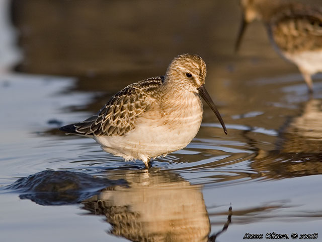 SPOVSNPPA / CURLEW SANDPIPER (Calidris ferruginea) - stor bild / full size