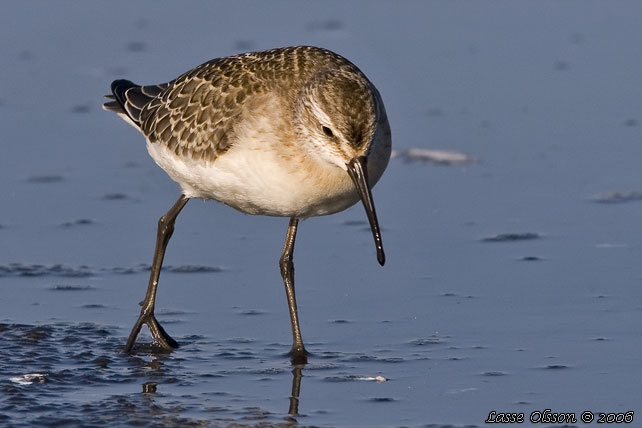 SPOVSNPPA / CURLEW SANDPIPER (Calidris ferruginea) - stor bild / full size