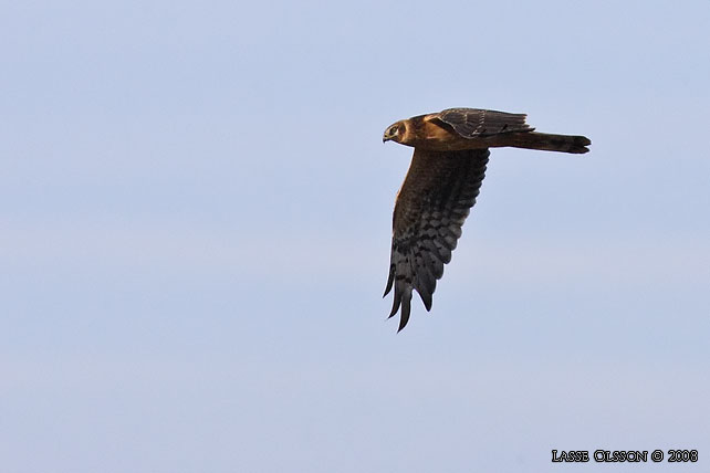 STPPHK / PALLID HARRIER (Circus macrourus) - stor bild / full size