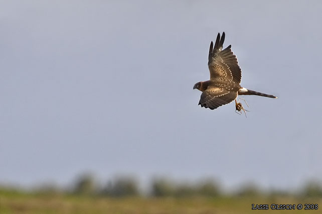 STPPHK / PALLID HARRIER (Circus macrourus) - stor bild / full size