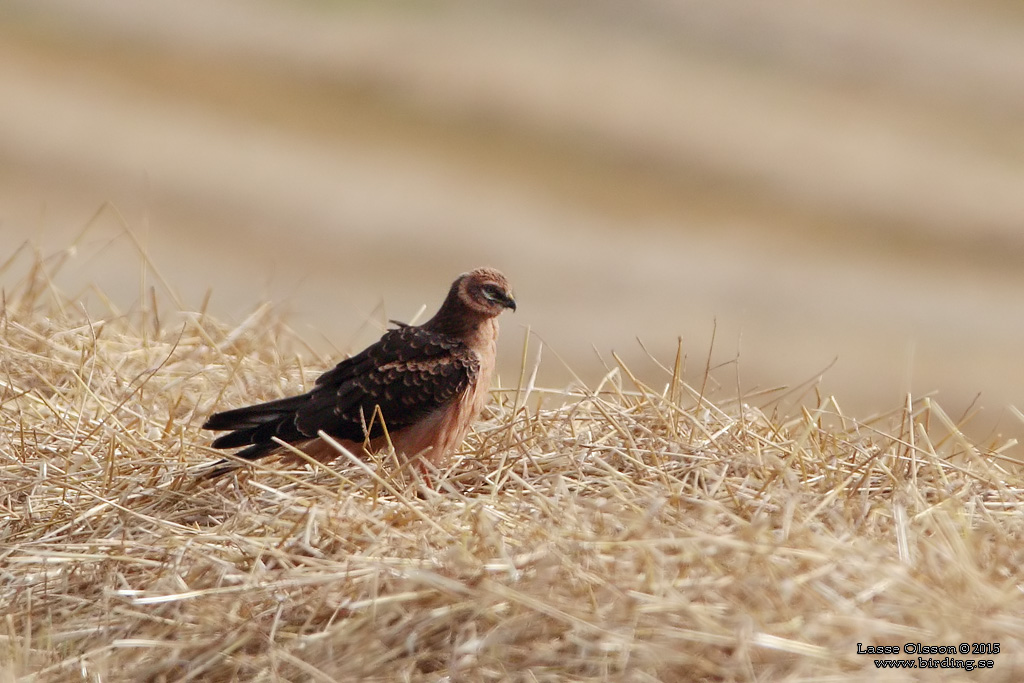 STPPHK / PALLID HARRIER (Circus macrourus) - Stng / Close