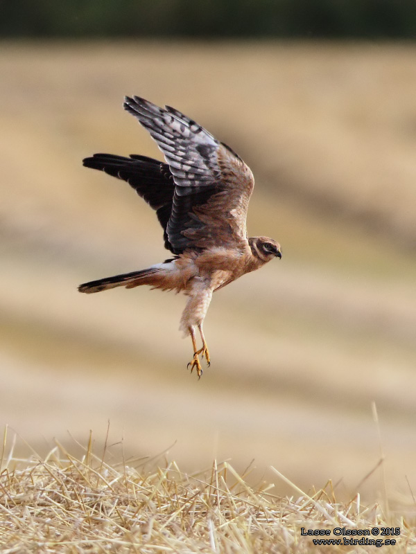 STPPHK / PALLID HARRIER (Circus macrourus) - Stng / Close