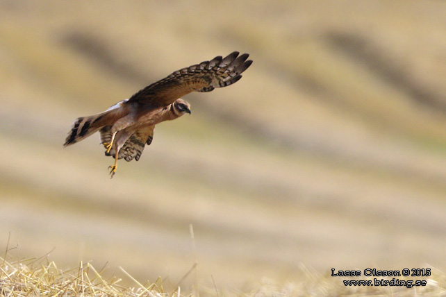 STÄPPHÖK / PALLID HARRIER (Circus macrourus) - stor bild / full size