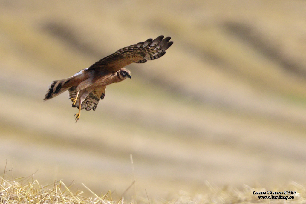 STPPHK / PALLID HARRIER (Circus macrourus) - Stng / Close