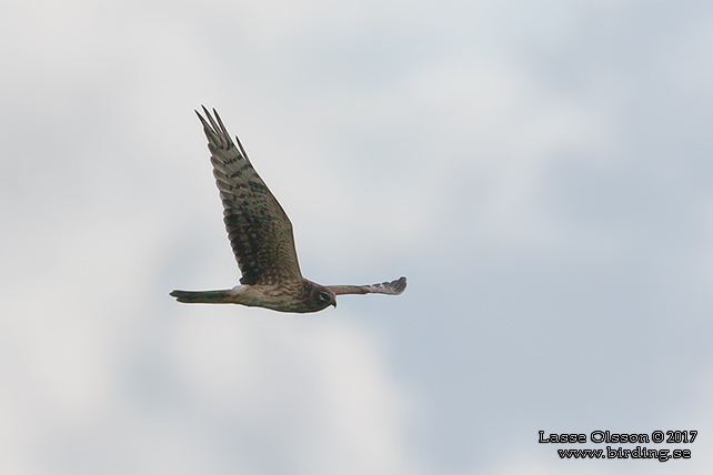 STÄPPHÖK / PALLID HARRIER (Circus macrourus) - stor bild / full size