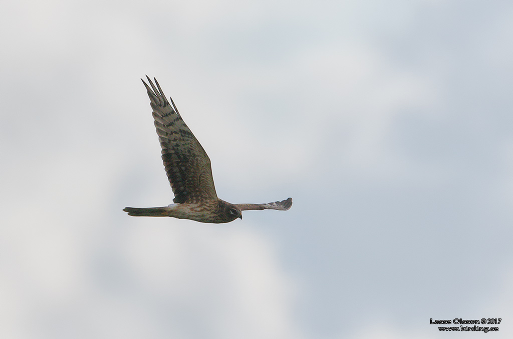 STPPHK / PALLID HARRIER (Circus macrourus) - Stng / Close