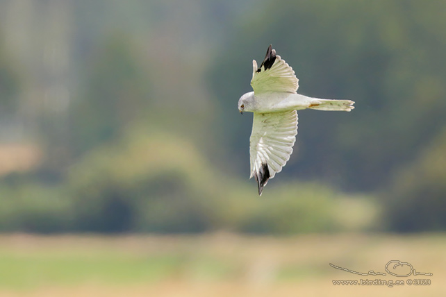 STÄPPHÖK / PALLID HARRIER (Circus macrourus) - stor bild / full size