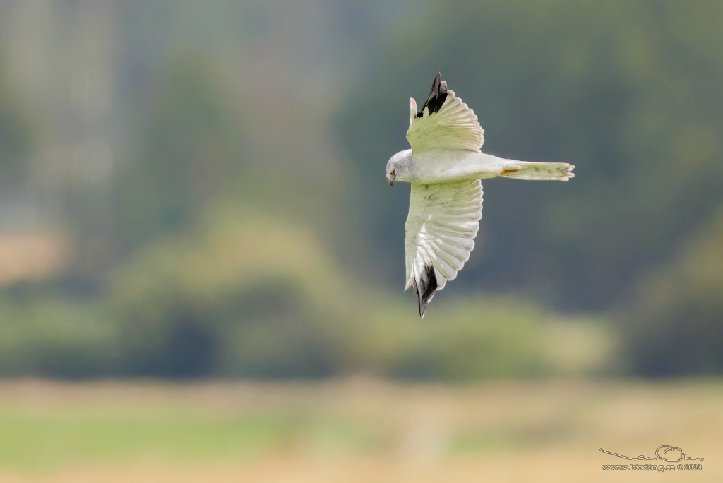 STPPHK / PALLID HARRIER (Circus macrourus) - Stng / Close