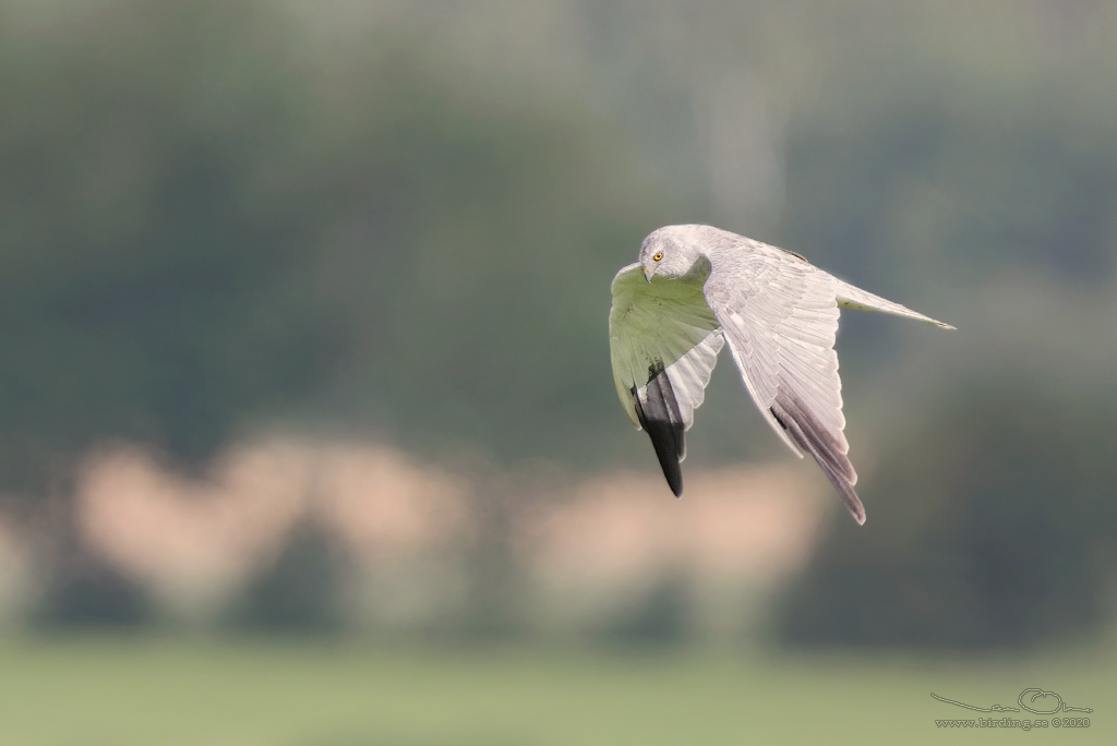 STPPHK / PALLID HARRIER (Circus macrourus) - Stng / Close