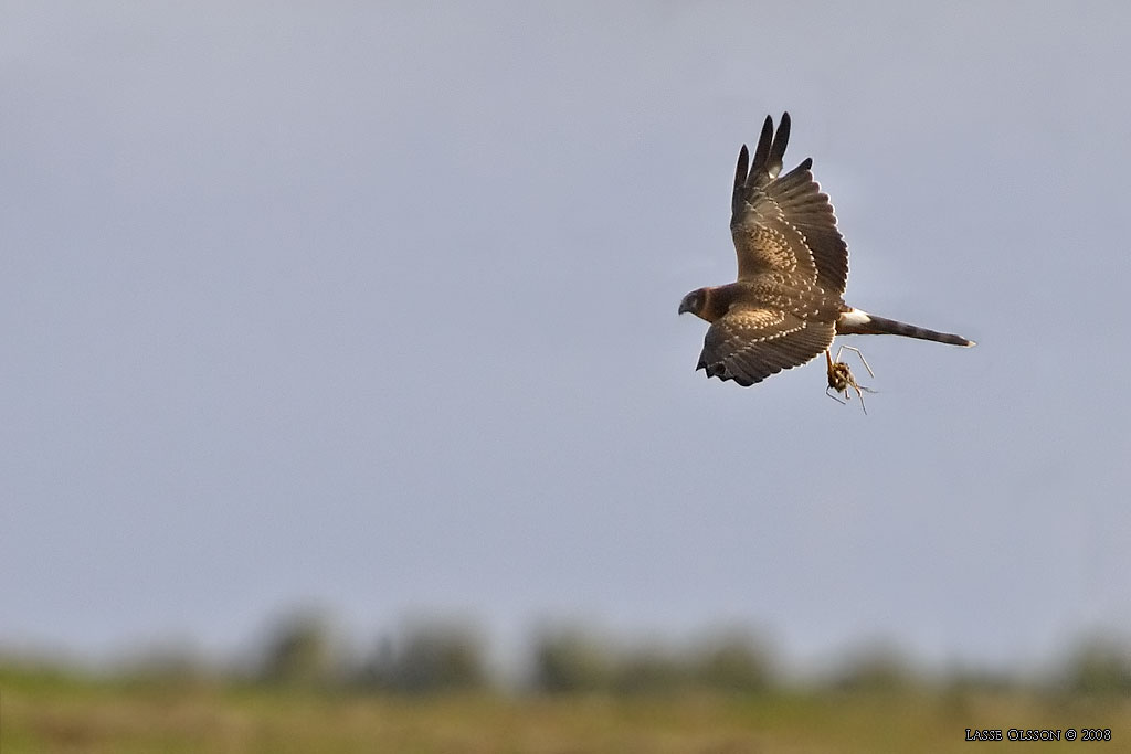 STPPHK / PALLID HARRIER (Circus macrourus) - Stng / Close