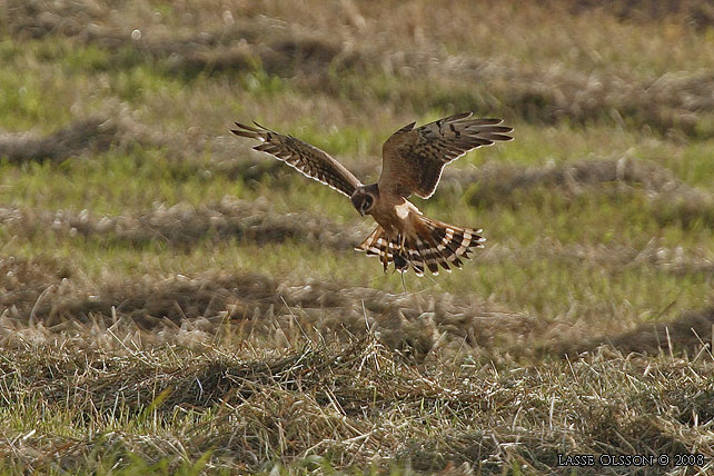 STPPHK / PALLID HARRIER (Circus macrourus) - stor bild / full size