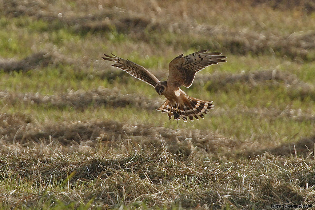 STPPHK / PALLID HARRIER (Circus macrourus) - Stng / Close