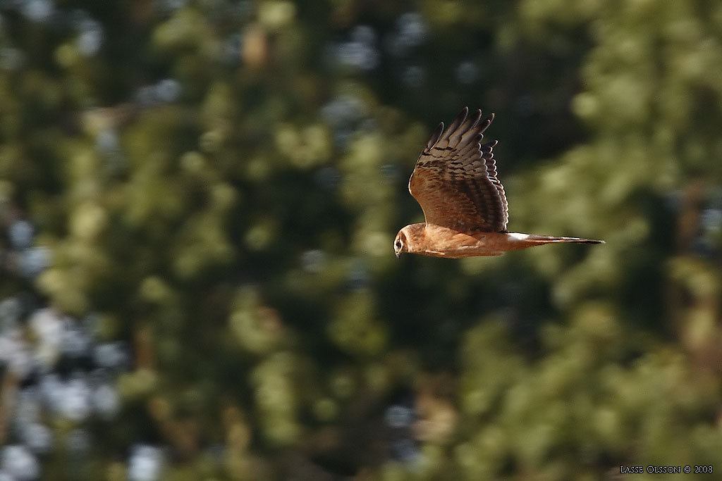 STPPHK / PALLID HARRIER (Circus macrourus) - Stng / Close