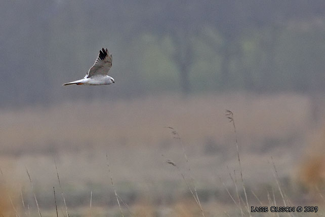 STPPHK / PALLID HARRIER (Circus macrourus) - stor bild / full size