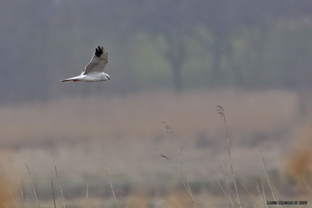 STPPHK / PALLID HARRIER (Circus macrourus) - Stng / Close