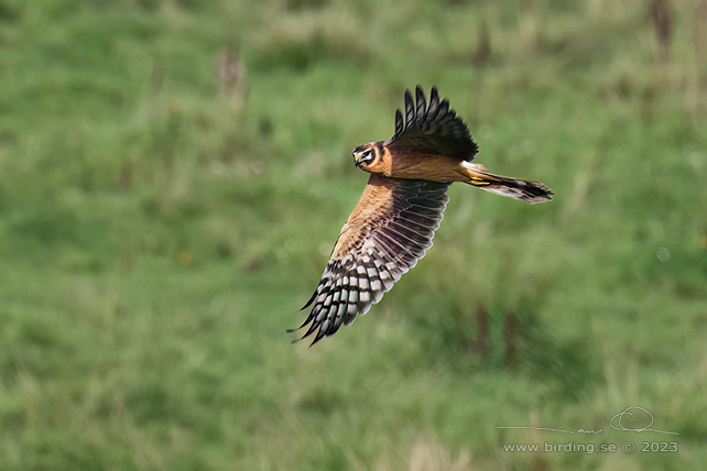 STÄPPHÖK / PALLID HARRIER (Circus macrourus) - stor bild / full size