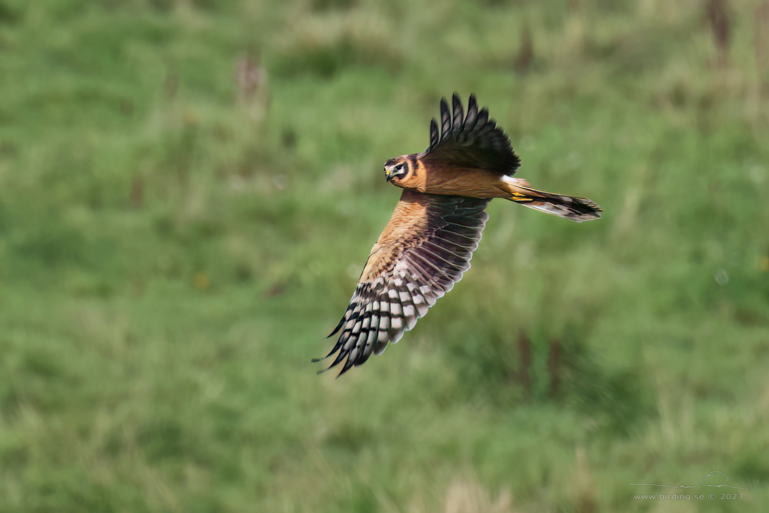 STPPHK / PALLID HARRIER (Circus macrourus) - Stng / Close