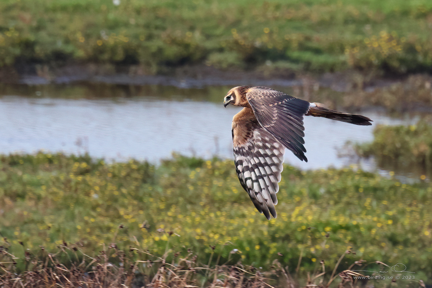 STPPHK / PALLID HARRIER (Circus macrourus) - Stng / Close