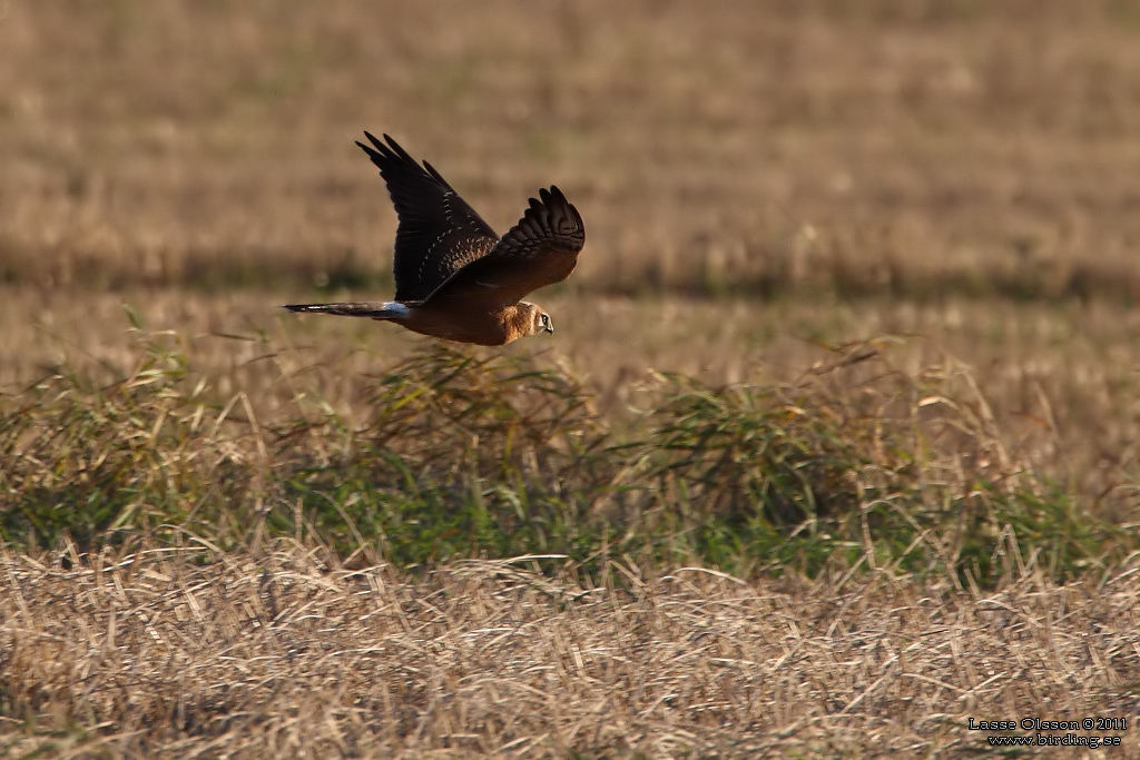 STPPHK / PALLID HARRIER (Circus macrourus) - Stng / Close