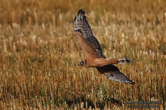 STÄPPHÖK / PALLID HARRIER (Circus macrourus) - stor bild / full size