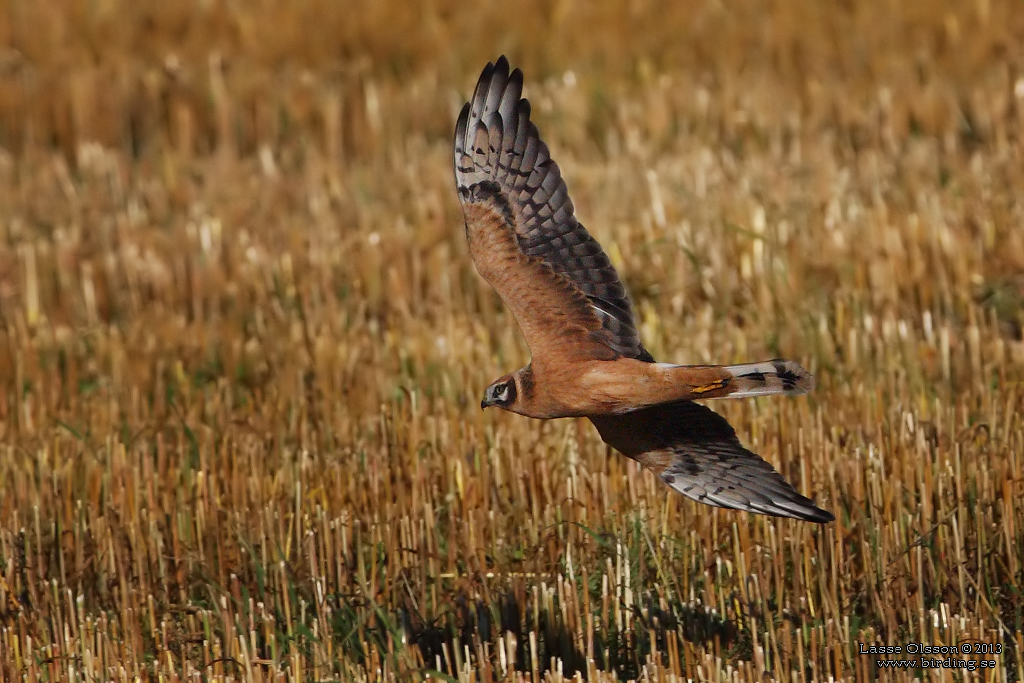 STPPHK / PALLID HARRIER (Circus macrourus) - Stng / Close