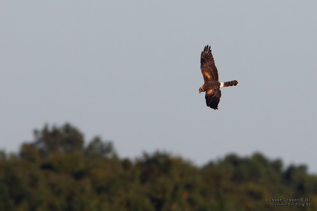 STPPHK / PALLID HARRIER (Circus macrourus) - Stng / Close