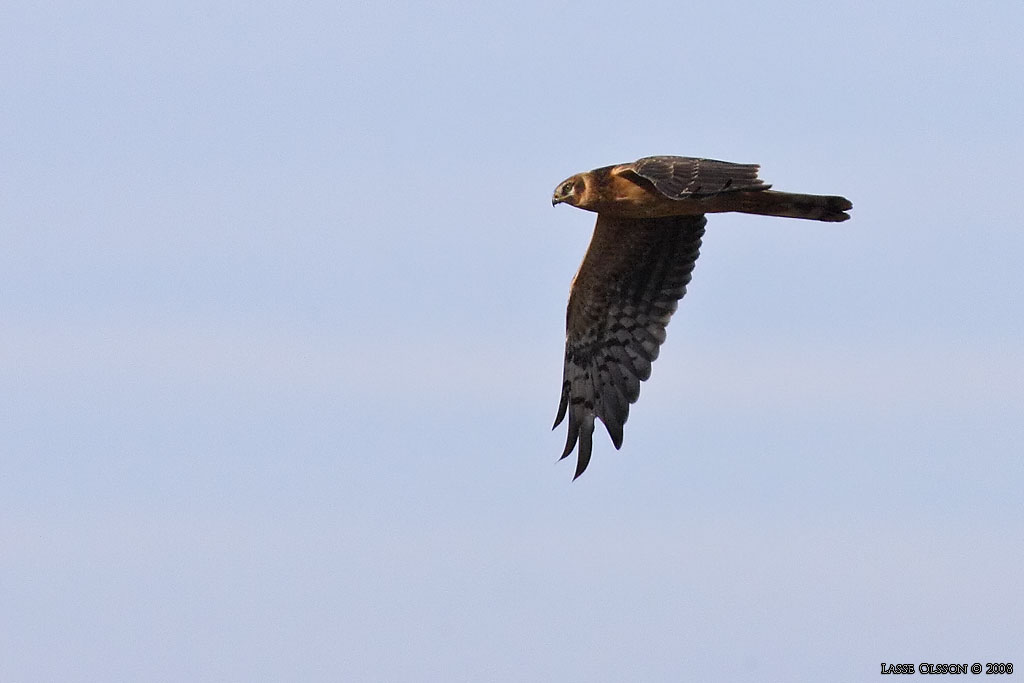 STPPHK / PALLID HARRIER (Circus macrourus) - Stng / Close