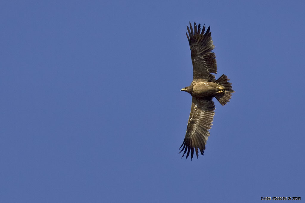 STPPRN / STEPPE EAGLE (Aquila nipalensis) - Stng / Close