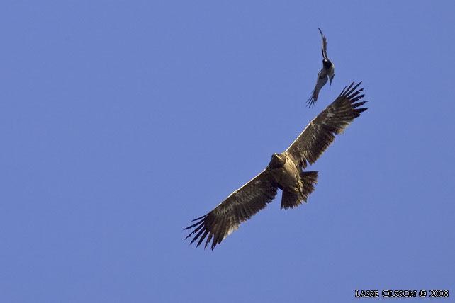 STPPRN / STEPPE EAGLE (Aquila nipalensis) - stor bild / full size