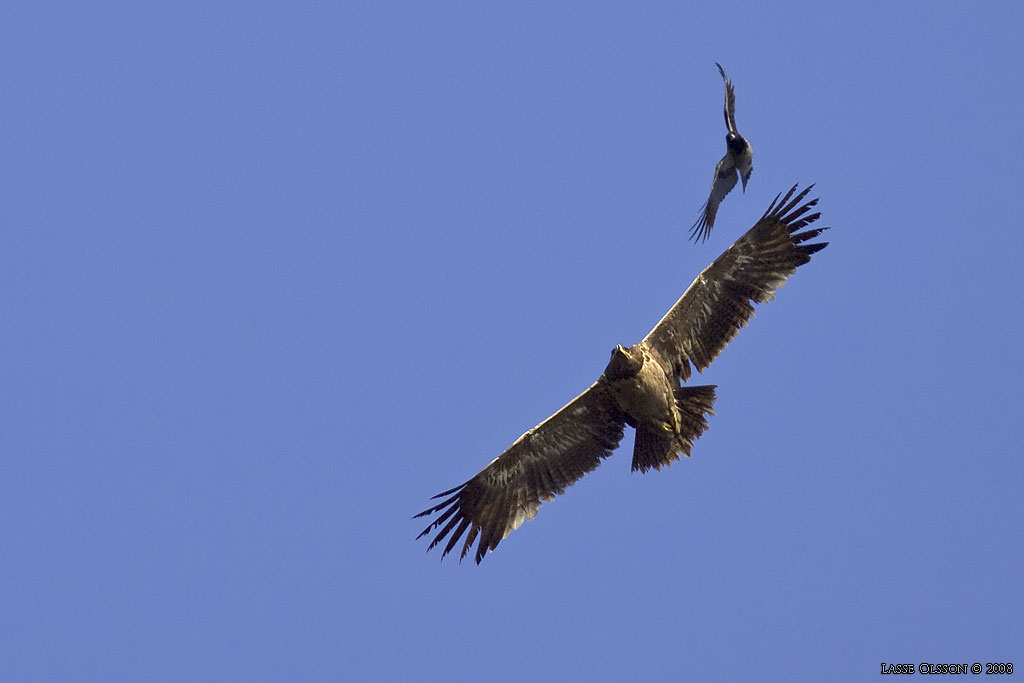 STPPRN / STEPPE EAGLE (Aquila nipalensis) - Stng / Close