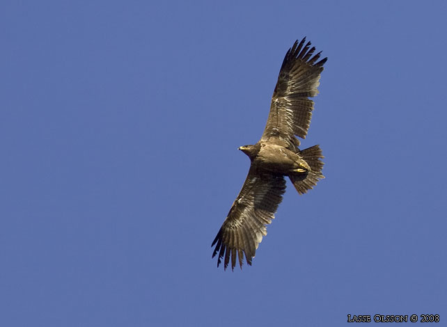 STPPRN / STEPPE EAGLE (Aquila nipalensis) - stor bild / full size